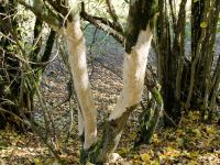 22_Verbiss_am_Holunder