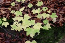 Toskana_der_Eifel003