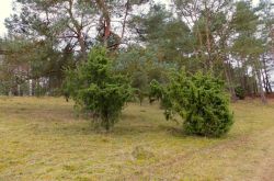 Toskana_der_Eifel008