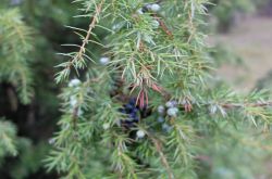 Toskana_der_Eifel009